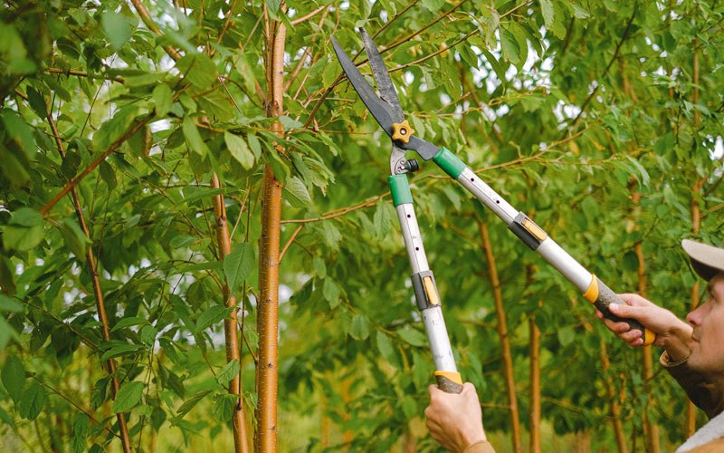 Tree trimming in Janesville, WI